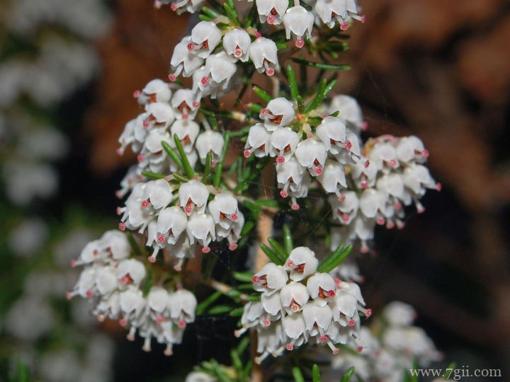 欧石楠如何养殖？欧石楠的养殖方法