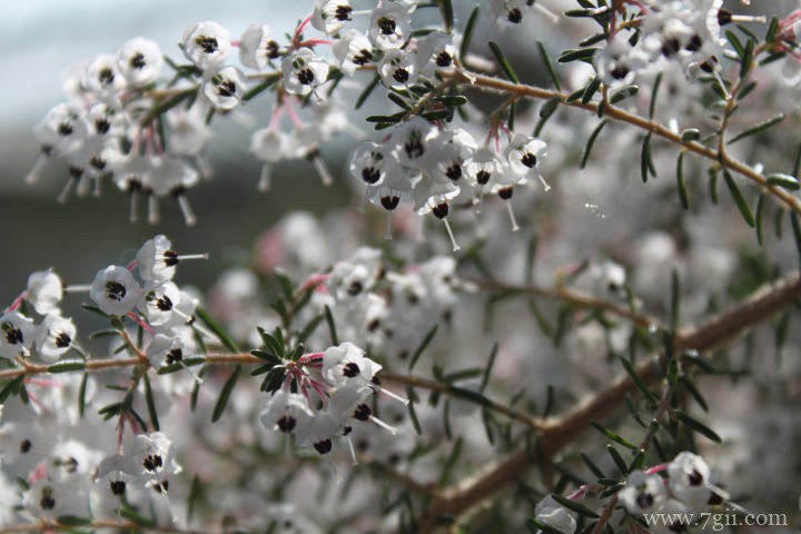 欧石楠的花语及传说