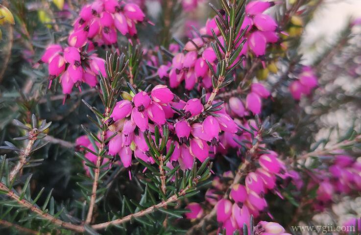欧石楠的花语是什么？