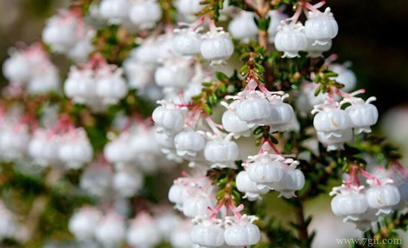 欧石楠种子怎么种植？