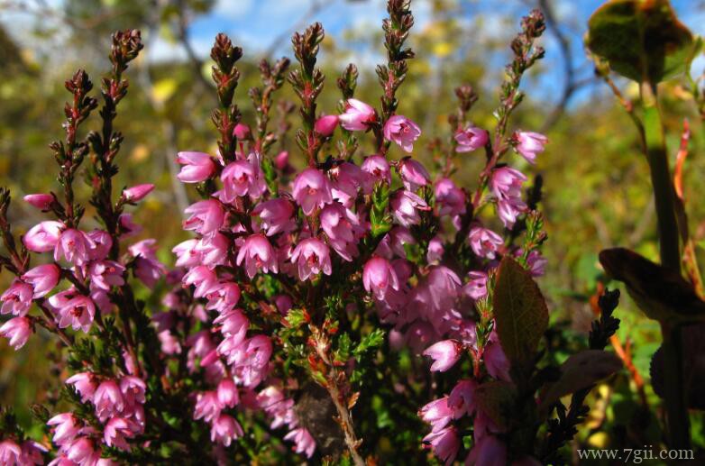 欧石楠种子怎么种植？