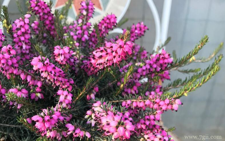 欧石楠种子怎么种植？