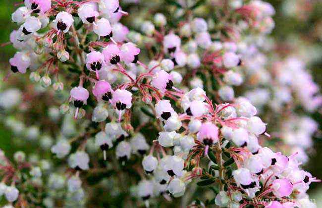 欧石楠怎么浇水？