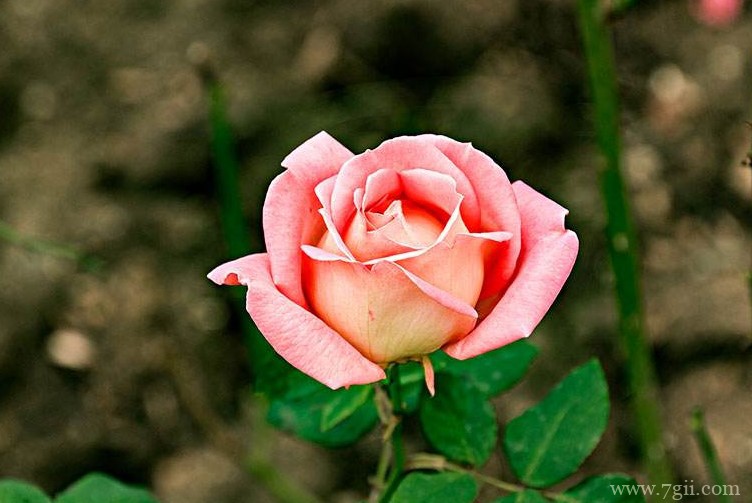 天水市的市花是什么？