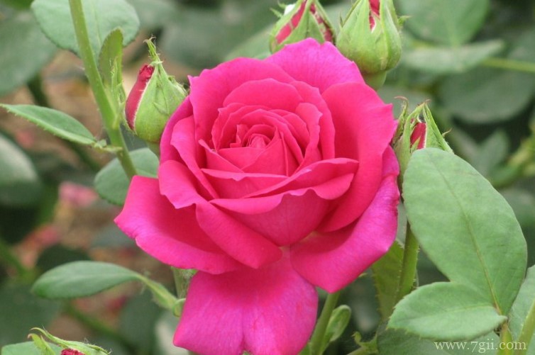 天水市的市花是什么？