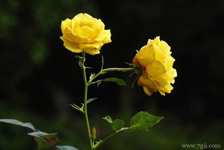 天水市的市花是什么？