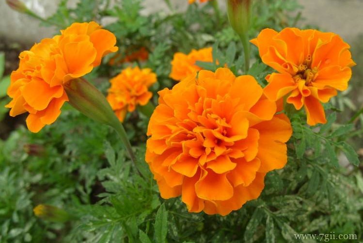 天水市适合养什么花？