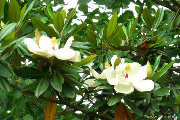 天水市适合养什么花？