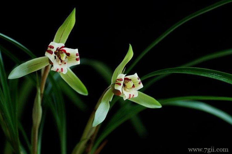 贵阳市的市花是什么？