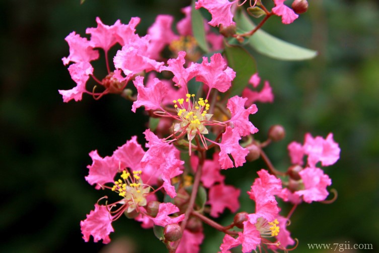 贵阳市的市花是什么？