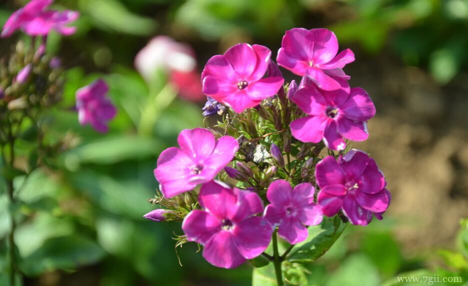 美女樱的图片大全，美女樱高清图片！