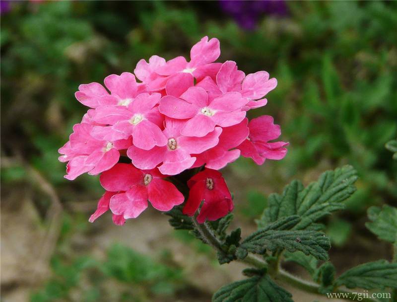 美女樱怎么栽培？美女樱的正确栽培养护方法