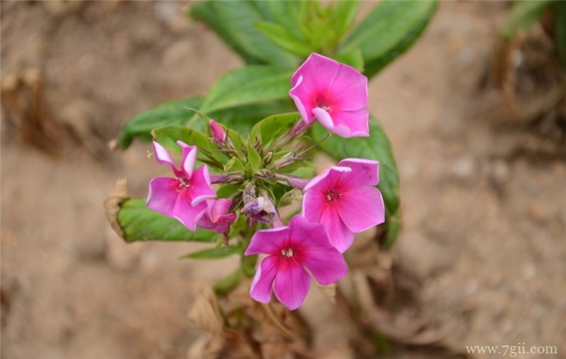 美女樱怎么养殖？美女樱的养殖方法