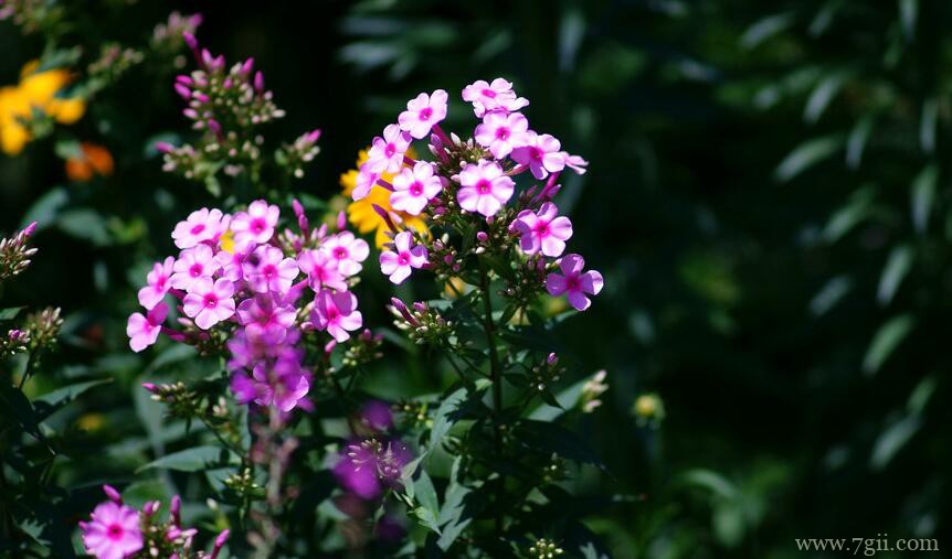 美女樱怎么养？养殖美女樱的注意事项