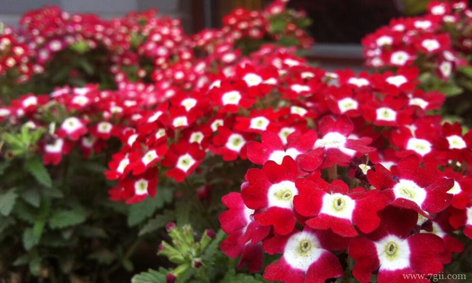 美女樱如何养？美女樱的养殖方法