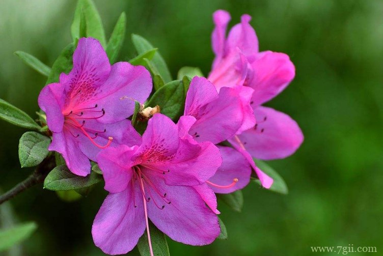毕节市的市花是什么？