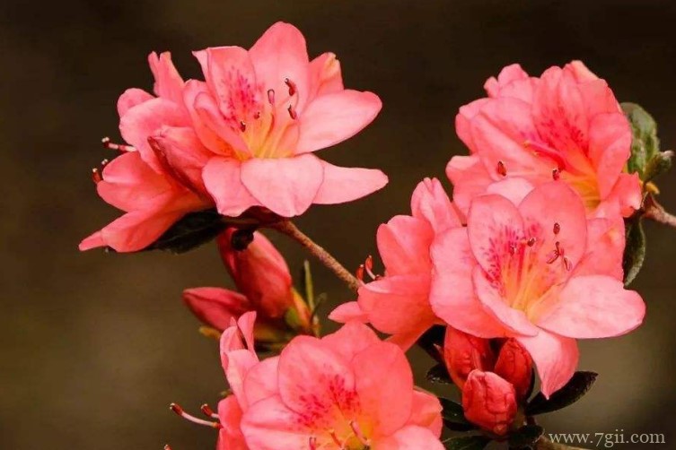 毕节市的市花是什么？