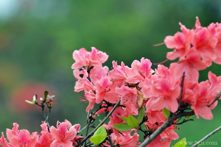 毕节市的市花是什么？