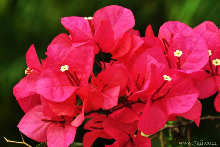 海口市的市花是什么？