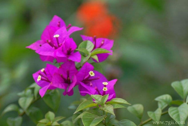 三亚市的市花是什么？