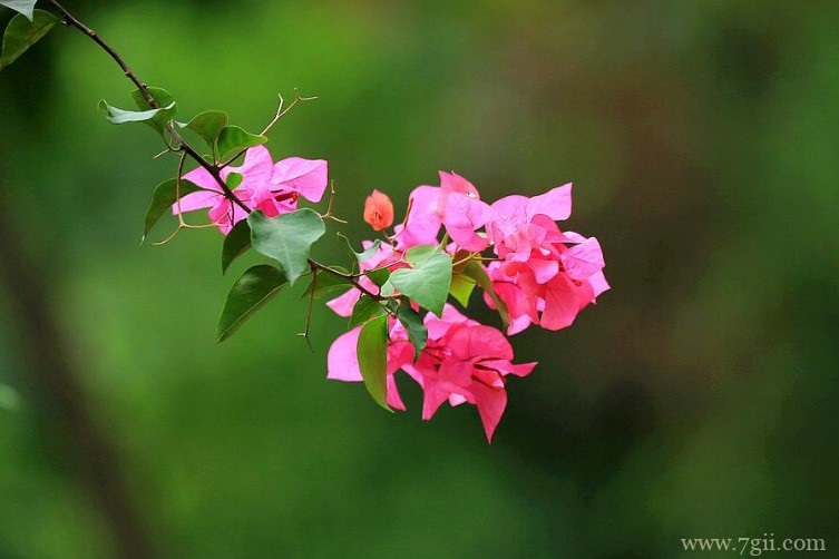 三亚市的市花是什么？
