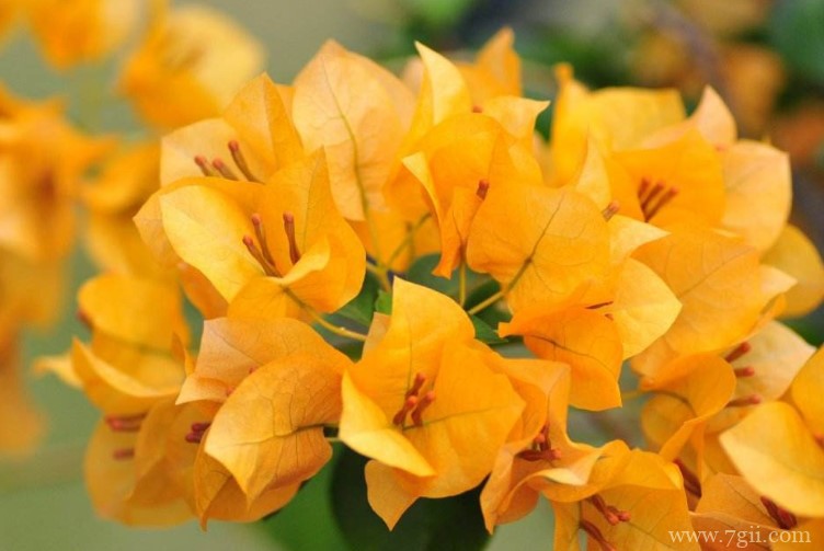 三亚市的市花是什么？