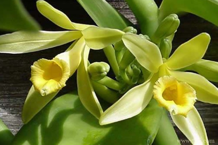 万宁市的市花是什么？