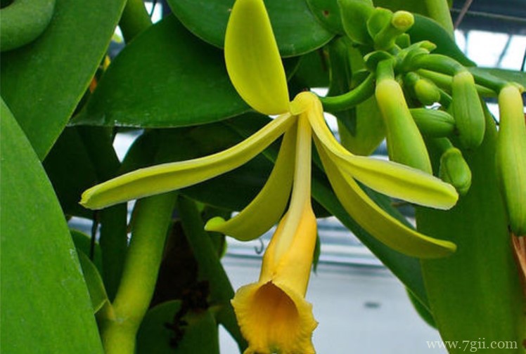 万宁市的市花是什么？