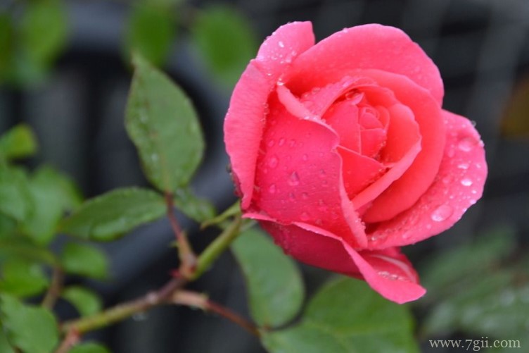 邯郸市的市花是什么？