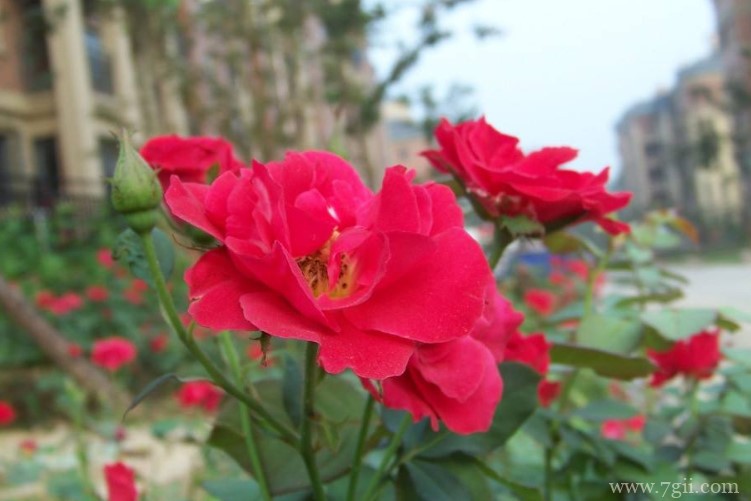 邯郸市的市花是什么？