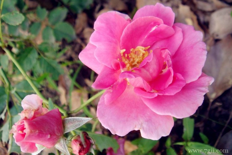 邯郸市的市花是什么？