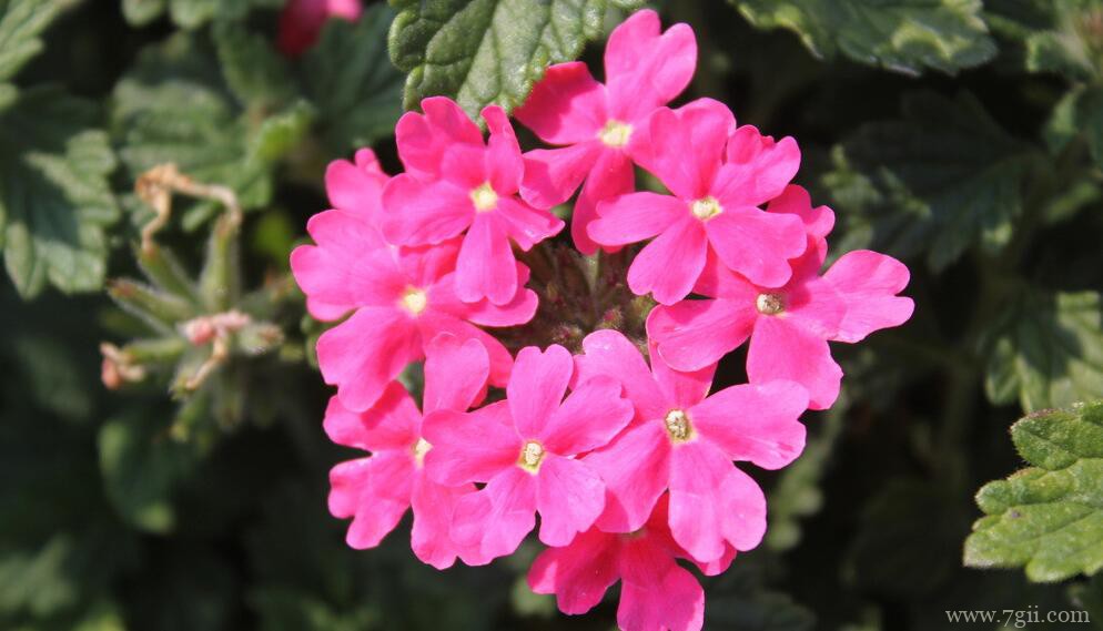 美女樱如何养爆盆？