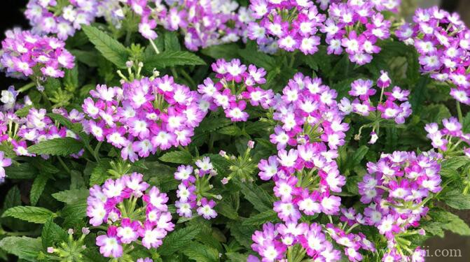 美女樱如何养爆盆？