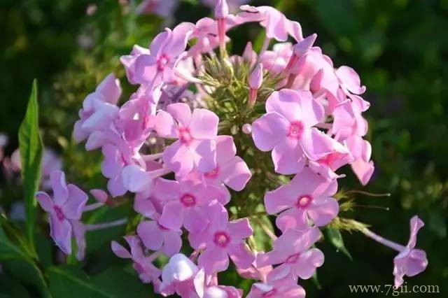 冬季怎么养护美女樱？注意控温保暖