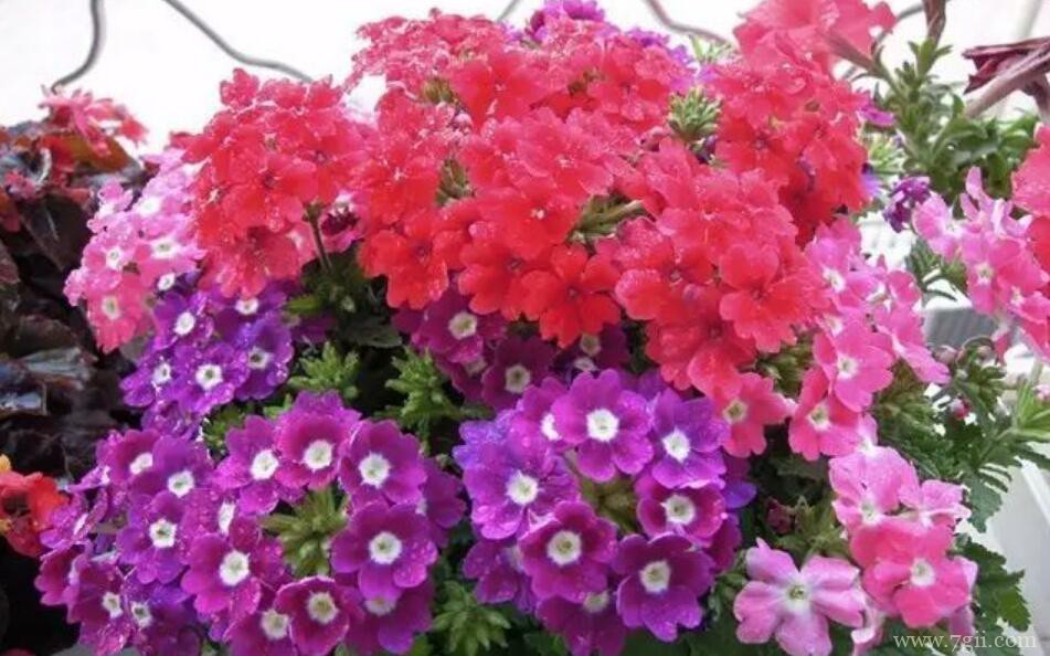 美女樱常见的虫害及防治方法