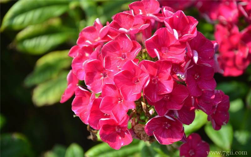 秋天怎么养护美女樱？