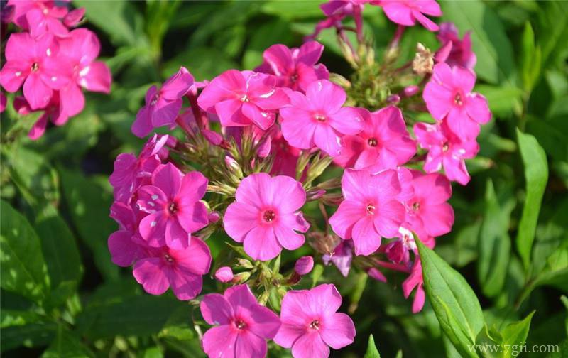 美女樱怎么繁殖？美女樱常见的繁殖方法