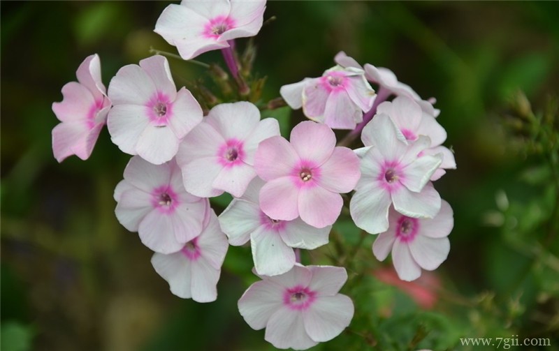 美女樱不开花怎么办？如何让美女樱四季开花？