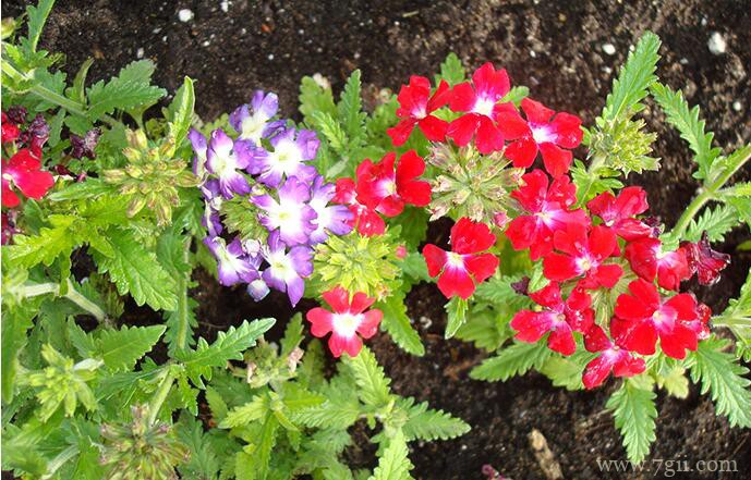 美女樱怎么扦插繁殖？