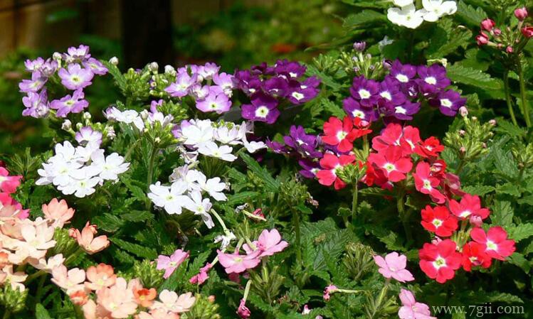 美女樱的功效和作用