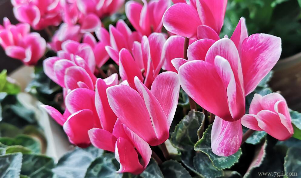 仙客来的图片大全，仙客来高清图片！