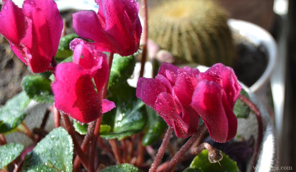 养殖仙客来需要注意什么？