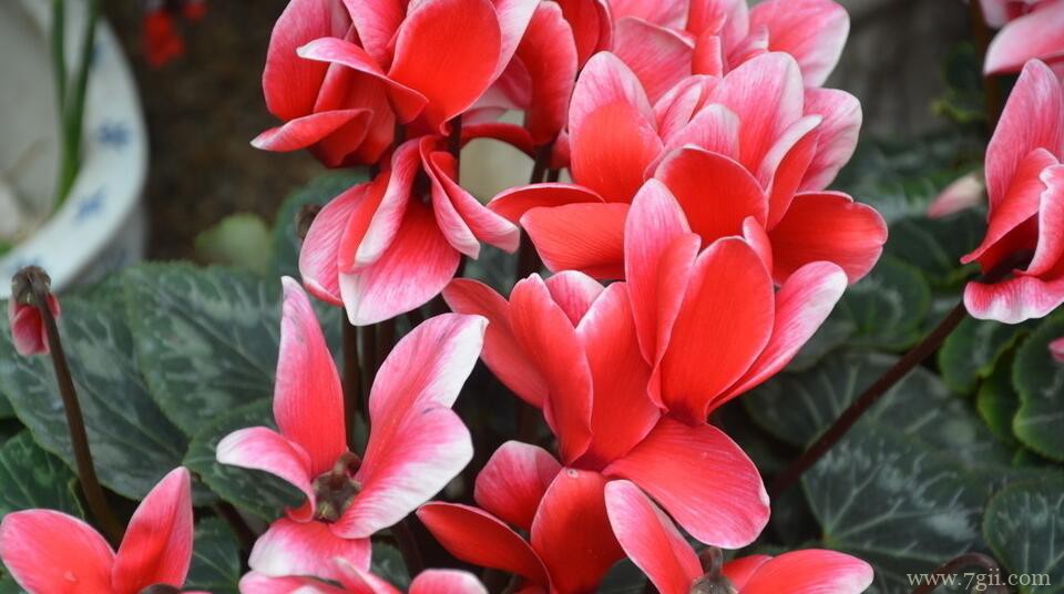 仙客来的养护方法和技巧