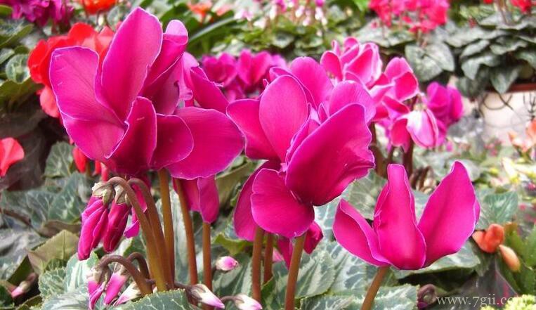 仙客来什么时候开花？