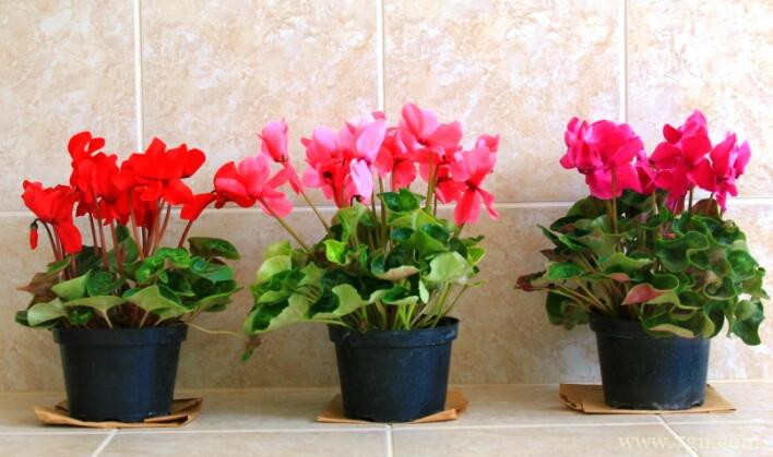 仙客来什么时候开花？