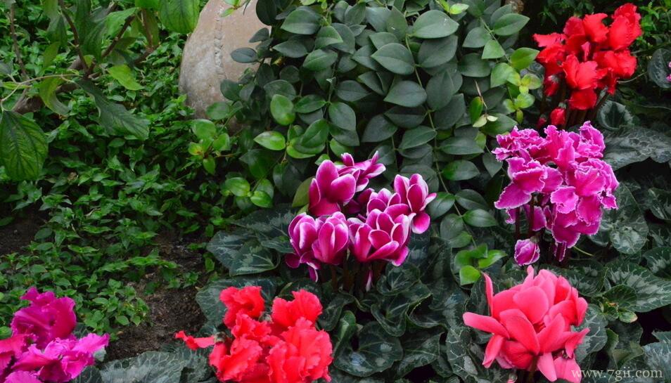 仙客来花期多久？仙客来开花期怎么养？