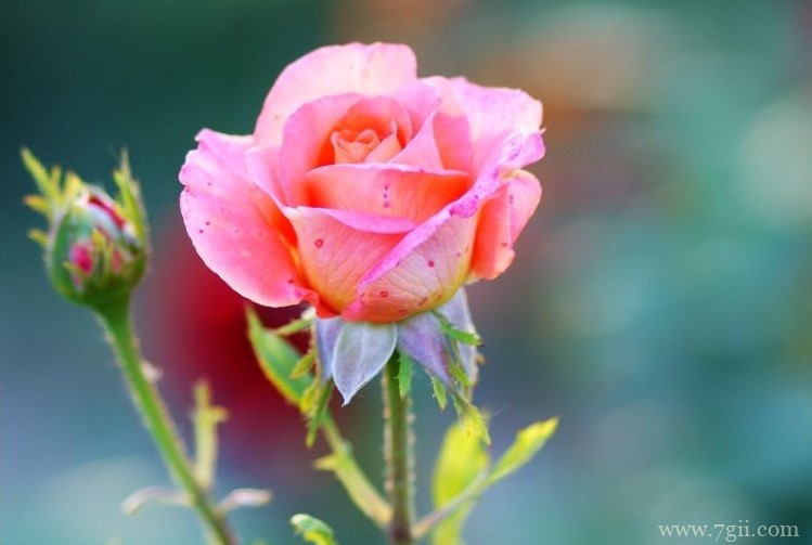 邢台市的市花是什么？