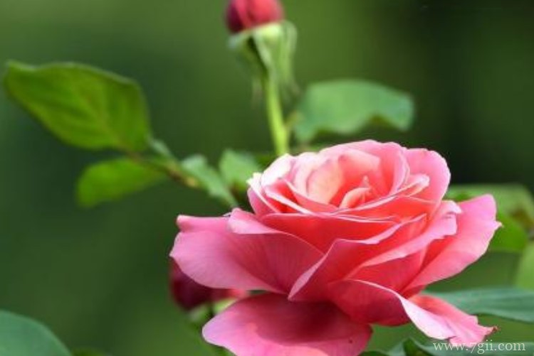 邢台市的市花是什么？