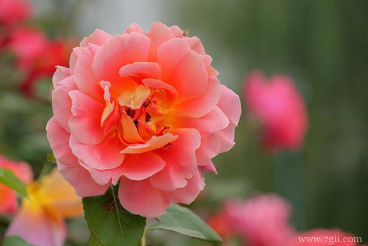 邢台市的市花是什么？