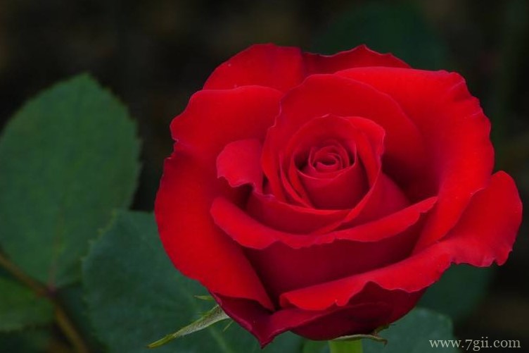 沧州市的市花是什么？